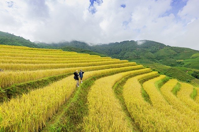 慣行栽培における一般的な稲作の流れ