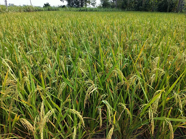 お米の有機栽培について。自然農法や慣行栽培との違いも解説