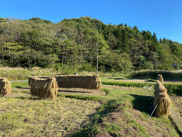 阿賀町綱木の稲架掛け風景