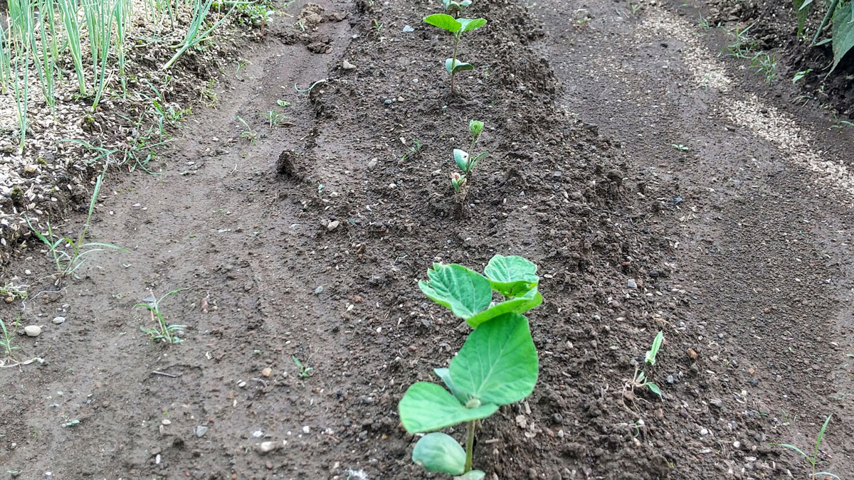 枝豆の苗を定植