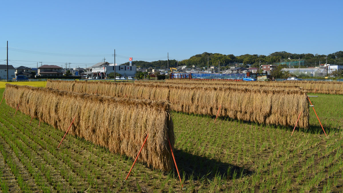 稲架掛けの風景