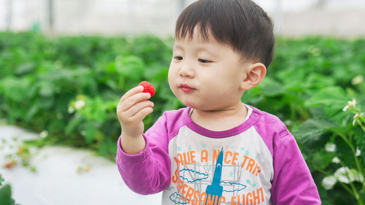 イチゴ収穫する子供