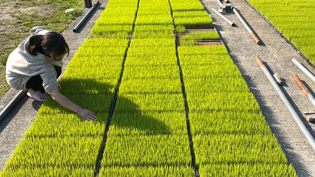 稲の育苗硬化期です。無肥料なので成長はゆっくりです