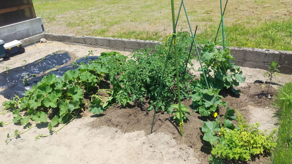 家庭菜園7月の様子