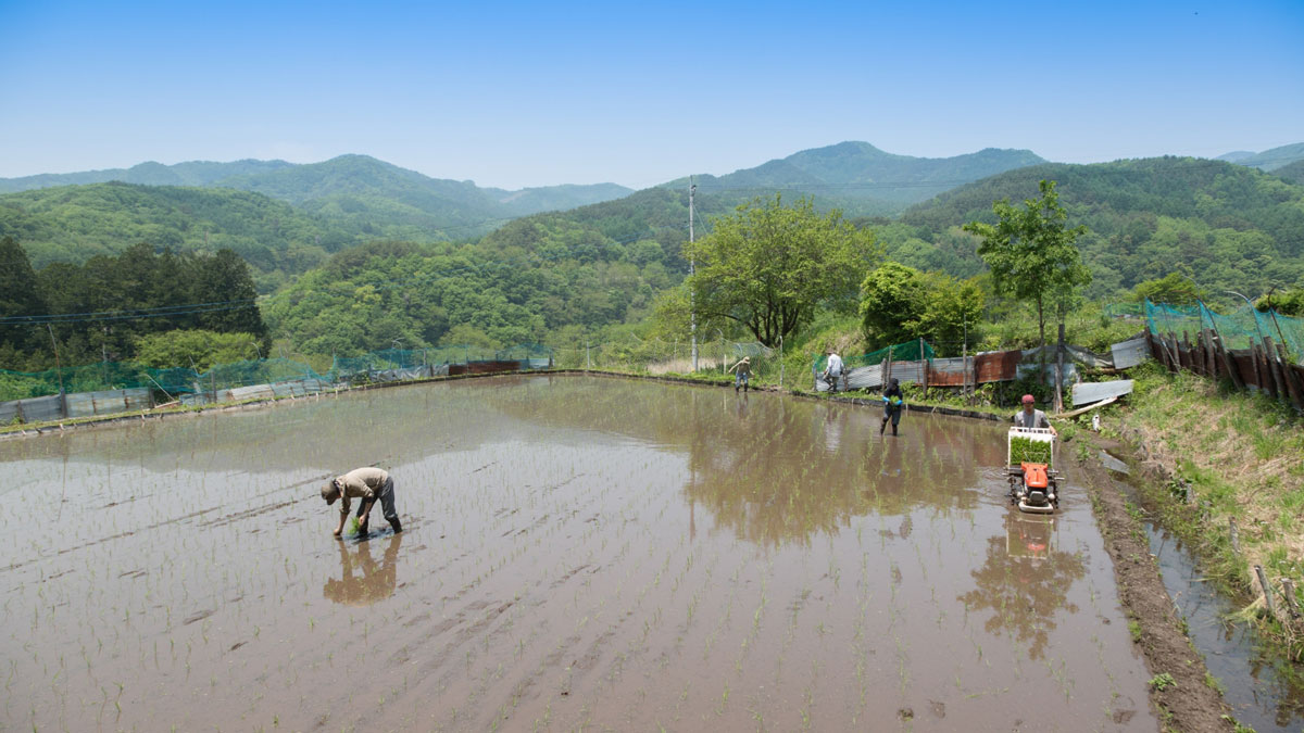 棚田の田植え風景