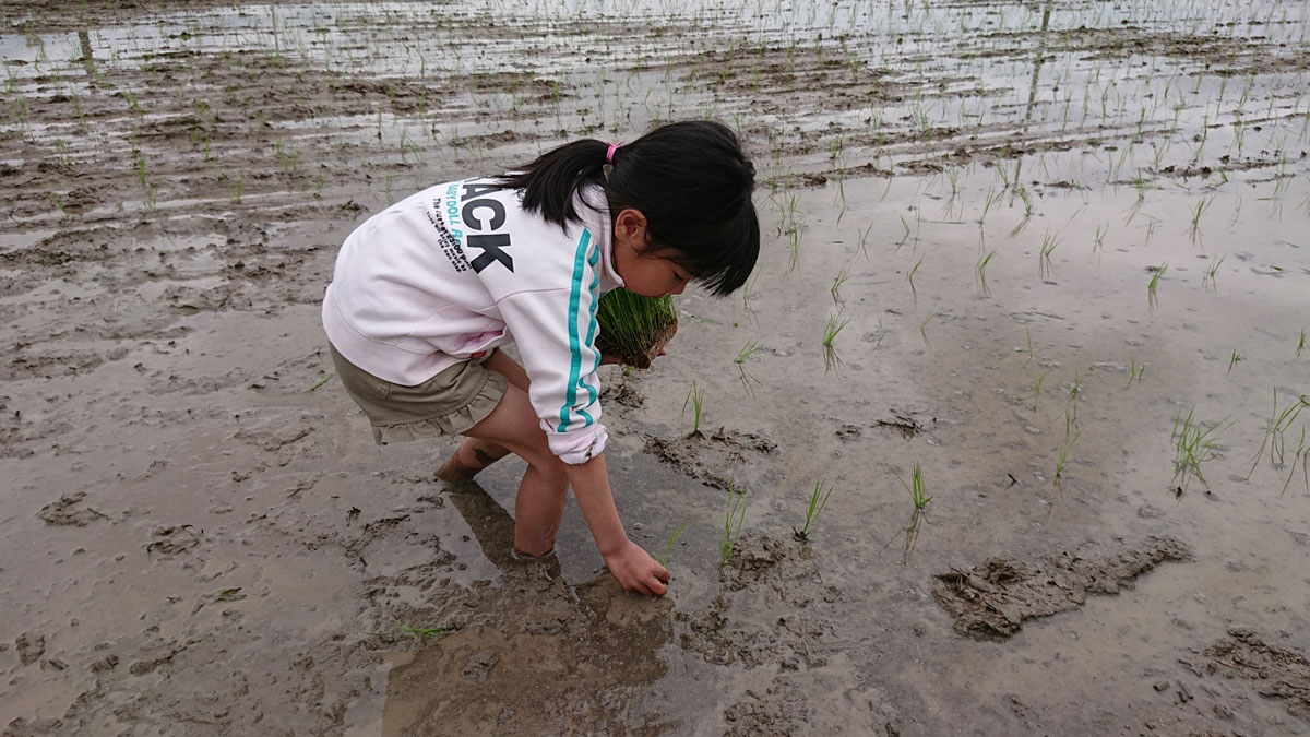 田植えを手伝う女の子