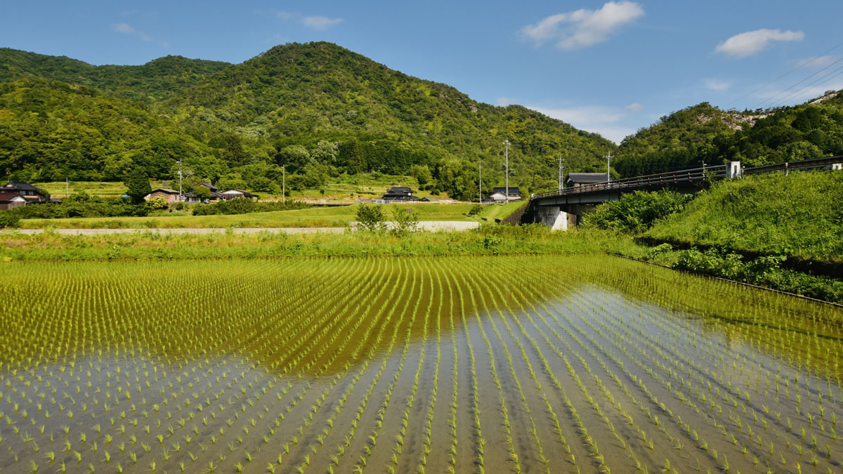 田植え後の田園風景