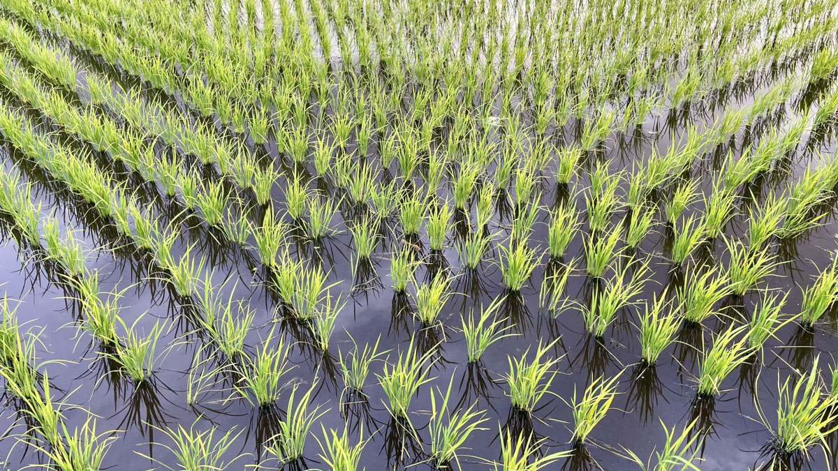 田植え後の稲の様子