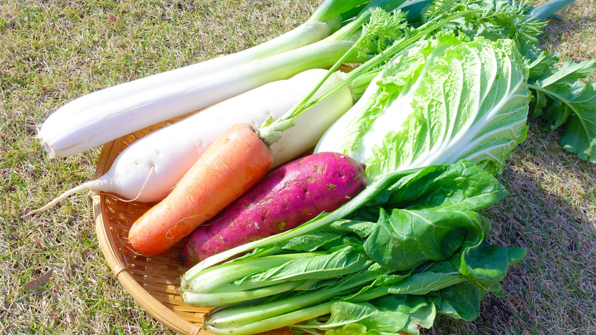 無農薬の冬野菜