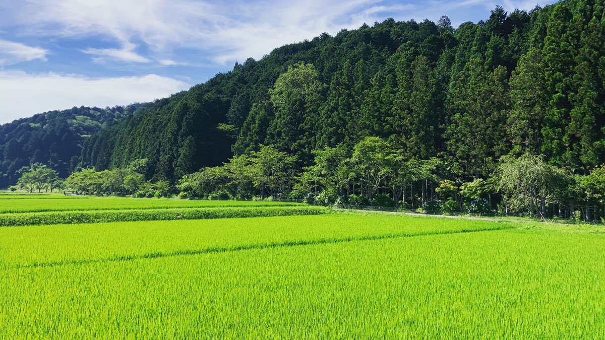 中山間地の田んぼ