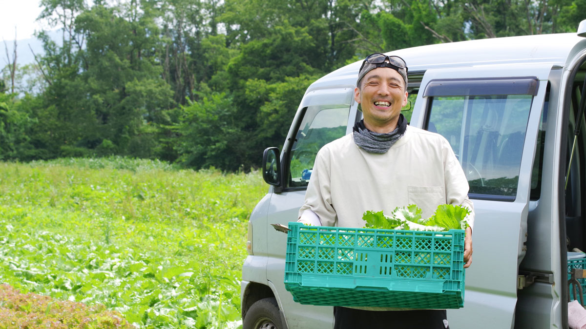 畑で葉野菜、レタスを収穫