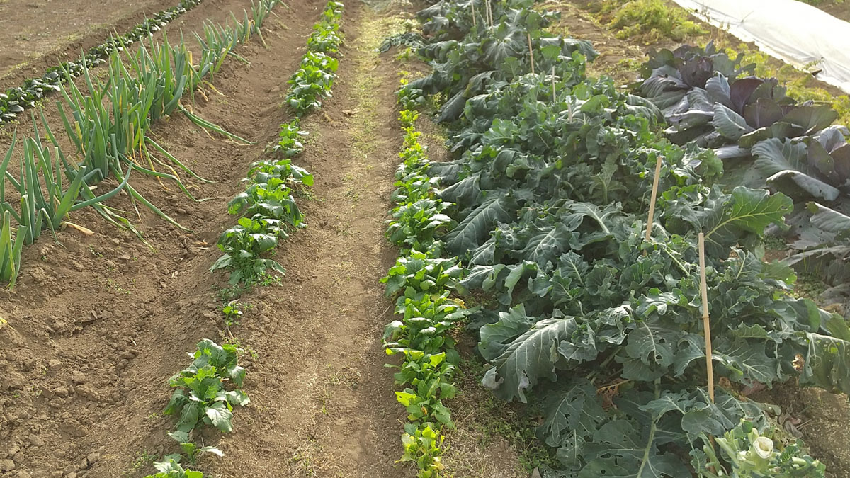 栽培中の野菜畑