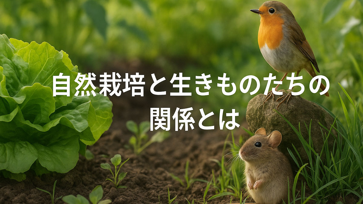 レタス畑に佇むネズミと、石の上にとまるコマドリが共存する自然の風景に、「自然栽培と生きものたちの関係とは」という日本語テキストが中央に配置された画像。ナチュラルな配色で優しい雰囲気を表現。