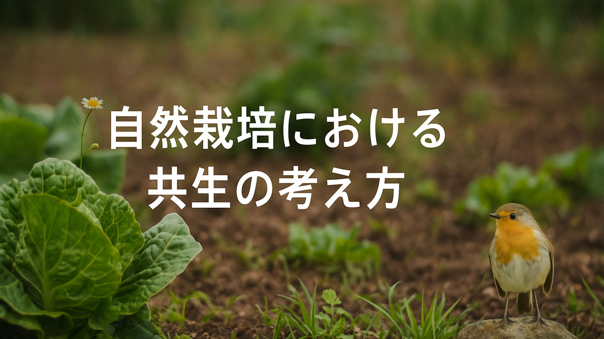 畑の中に立つリーフレタスと石の上にとまるコマドリが描かれた自然風景。中央に「自然栽培における共生の考え方」という日本語テキストが配置され、ナチュラルで優しい雰囲気を伝える画像。