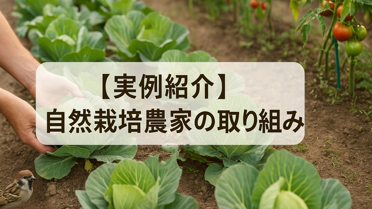 自然栽培の畑でキャベツを収穫する手と、その周囲にいるスズメやトマト、緑豊かな作物が描かれた風景に、「【実例紹介】自然栽培農家の取り組み」という日本語テキストが中央に配置された、ナチュラルで優しい雰囲気の画像。