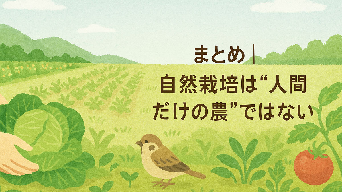 広がる畑とキャベツを収穫する手元、スズメやトマトが描かれたやさしいタッチのイラストに、「まとめ｜自然栽培は“人間だけの農”ではない」という日本語テキストが右寄せで配置された画像。自然との共生をテーマにした優しい雰囲気の画像。