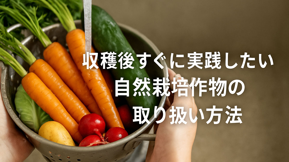 収穫したばかりの自然栽培野菜をザルに入れて洗う様子。『収穫後すぐに実践したい自然栽培作物の取り扱い方法』という日本語テキストが右寄せで配置されている、優しい雰囲気の画像。