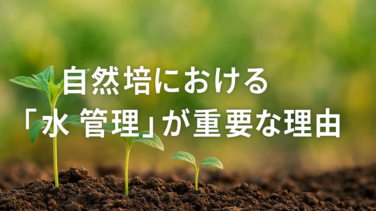 柔らかい陽光のもと、土壌から芽を出した若い苗が並び、「自然栽培における『水管理』が重要な理由」という日本語テキストが中央に表示されている。ナチュラルで優しい雰囲気の画像。