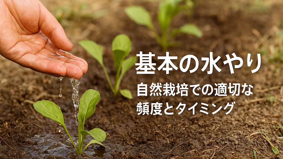 やさしく手から水を与えられている若い苗と、「基本の水やり 自然栽培での適切な頻度とタイミング」という日本語テキストが右寄りに配置された、ナチュラルで温かみのある写真。
