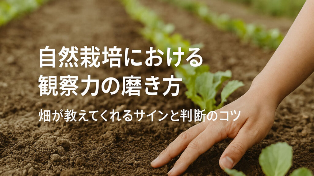 自然栽培の畑で土に手を添えて状態を確かめる様子をやさしい色合いで表現したアイキャッチ画像。中央に「自然栽培における観察力の磨き方｜畑が教えてくれるサインと判断のコツ」という日本語テキストが配置されている。
